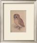 The Owlet by Albrecht Durer Limited Edition Pricing Art Print