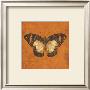 Apricot Butterfly by Katie Pertiet Limited Edition Print