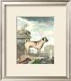 Pug Dog by Georges-Louis Buffon Limited Edition Pricing Art Print