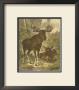 Small Moose by Friedrich Specht Limited Edition Print