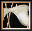 Lily In Sepia Ii by Beate Emanuel Limited Edition Print