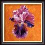 Un Amour D'iris by Anne Fremin Besombes Limited Edition Print