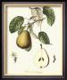 French Pear Study Iv by Francois Langlois Limited Edition Print