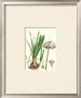 Amaryllis Umbella by Pierre-Joseph Redouté Limited Edition Pricing Art Print