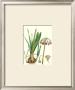 Amaryllis Umbella by Pierre-Joseph Redoute Limited Edition Pricing Art Print