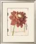 Dahlia Door by Megan Meagher Limited Edition Print