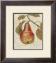 Pear Etching by Chad Barrett Limited Edition Pricing Art Print