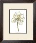 Tulip Beauty Ii by Jennifer Goldberger Limited Edition Pricing Art Print