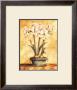 White Amaryllis by Tina Chaden Limited Edition Pricing Art Print