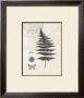 Classic Fern by Devon Ross Limited Edition Pricing Art Print