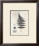 Classic Fern by Devon Ross Limited Edition Print