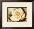 One Champagne Rose by Igor Levashov Limited Edition Print