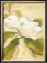 Magnolia by Meg Page Limited Edition Pricing Art Print