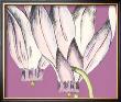 Cyclamen Ii by Nancy Slocum Limited Edition Print