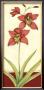 Orchid Elegance Iii by Jennifer Goldberger Limited Edition Pricing Art Print