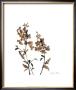 Watermark Wildflowers Iv by Jennifer Goldberger Limited Edition Print