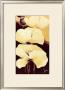 Yellow Poppies Iii by Jettie Roseboom Limited Edition Print