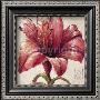 Red Lily Bloom by Paula Reed Limited Edition Pricing Art Print