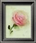 Pink Rose by Anthony Morrow Limited Edition Pricing Art Print