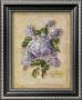 Lilac by Nancy Wiseman Limited Edition Pricing Art Print