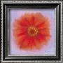 Red Dahlia by Anthony Morrow Limited Edition Pricing Art Print