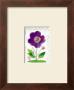 African Violet by Lucie Chis Limited Edition Print