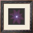 Clematis by Jim Wehtje Limited Edition Pricing Art Print