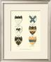 Coat Of Arms Iii by Catton Limited Edition Print