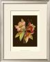 Crimson Blooms I by Samuel Curtis Limited Edition Print