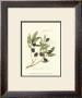 Gaeta Olives by Elissa Della-Piana Limited Edition Print