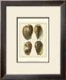 Crackled Antique Shells Ii by Denis Diderot Limited Edition Print