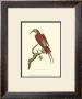 Crimson Birds Iv by Frederick P. Nodder Limited Edition Print