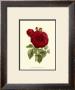 Magnificent Rose I by Ludwig Van Houtte Limited Edition Print