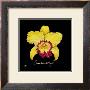 Vivid Orchid Vii by Ginny Joyner Limited Edition Pricing Art Print
