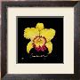 Vivid Orchid Vii by Ginny Joyner Limited Edition Print