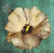 Bella Flora by Cristin Atria Limited Edition Pricing Art Print