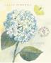 Claire's Garden Hydrangea by Elissa Della-Piana Limited Edition Print