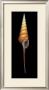 Spindle Tibia by Harold Feinstein Limited Edition Print