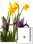 Spring Flowers: Daffodils, Iris And Muscari by A.K.A Limited Edition Print