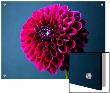 Still Life Of A Magenta Flower by I.W. Limited Edition Pricing Art Print