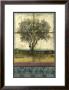 Lone Cypress Ii by Jennifer Goldberger Limited Edition Print