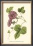 Blossoming Vine Ii by Sydenham Teast Edwards Limited Edition Print