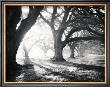 Oak Alley, Light And Shadows by William Guion Limited Edition Print