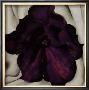 Purple Petunia, 1925 by Georgia O'keeffe Limited Edition Print