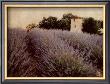 Lavender by Amy Melious Limited Edition Print