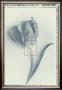 Tulip Impression Ii by Bill Philip Limited Edition Print