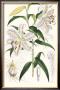 Lilium Auratum by Georg Dionysius Ehret Limited Edition Pricing Art Print