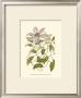 Blossoming Vine Iii by Sydenham Teast Edwards Limited Edition Print