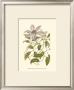 Blossoming Vine Iii by Sydenham Teast Edwards Limited Edition Print