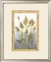 Plume Grasses by Tina Chaden Limited Edition Pricing Art Print